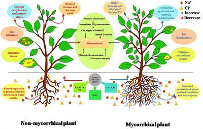 Mitigation of Salinity Stress in Plants by Arbuscular Mycorrhizal Symbiosis: Current Understanding and New Challenges